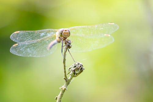 Dragonfly Perched on Stem