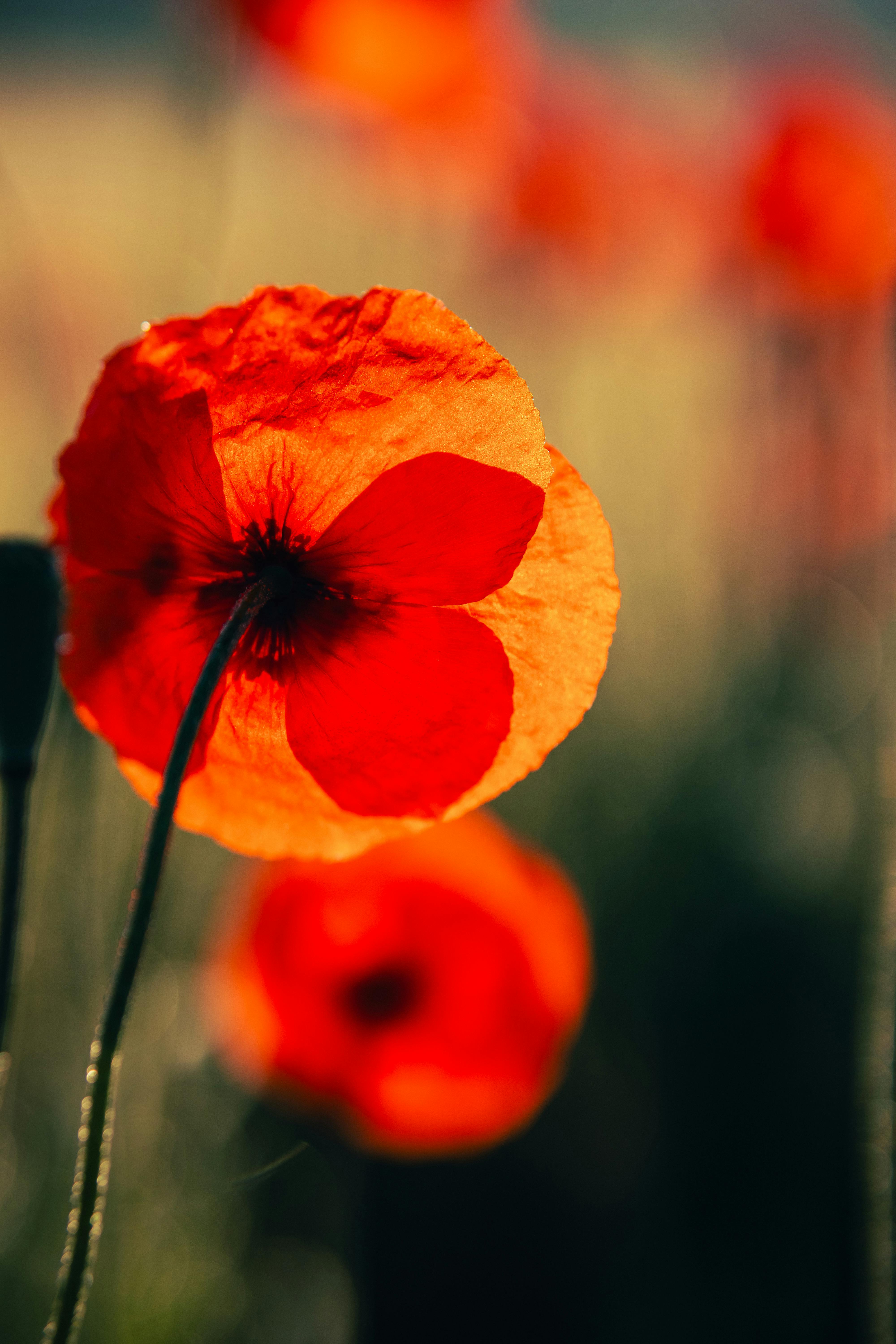 Close-up of a vibrant red poppy flower blooming in a sunlit meadow, capturing the essence of nature's beauty.