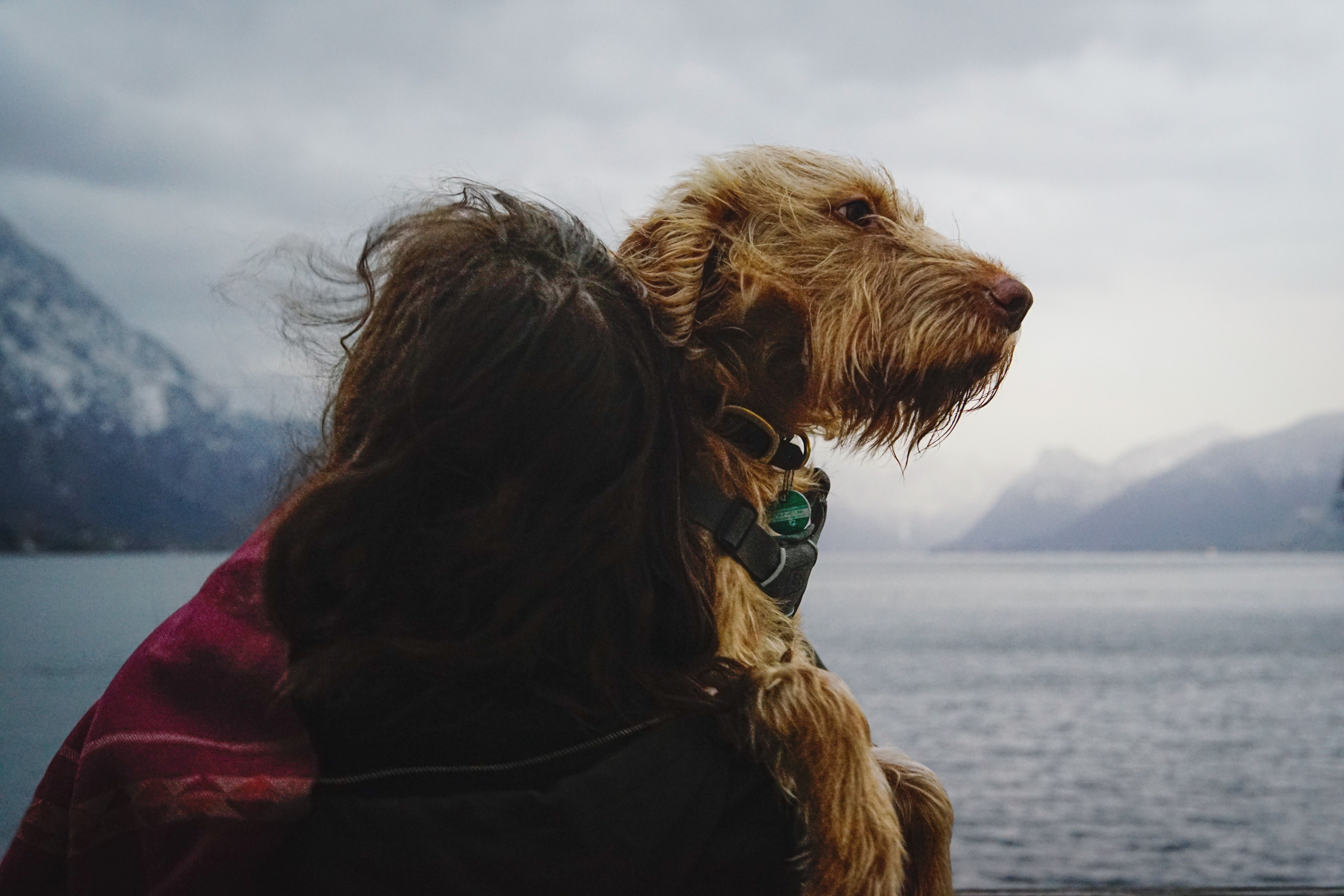 Pet Owners Explore Longevity Treatments for Dogs