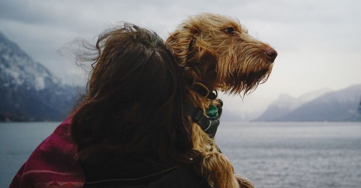 Pet Owners Explore Longevity Treatments for Dogs