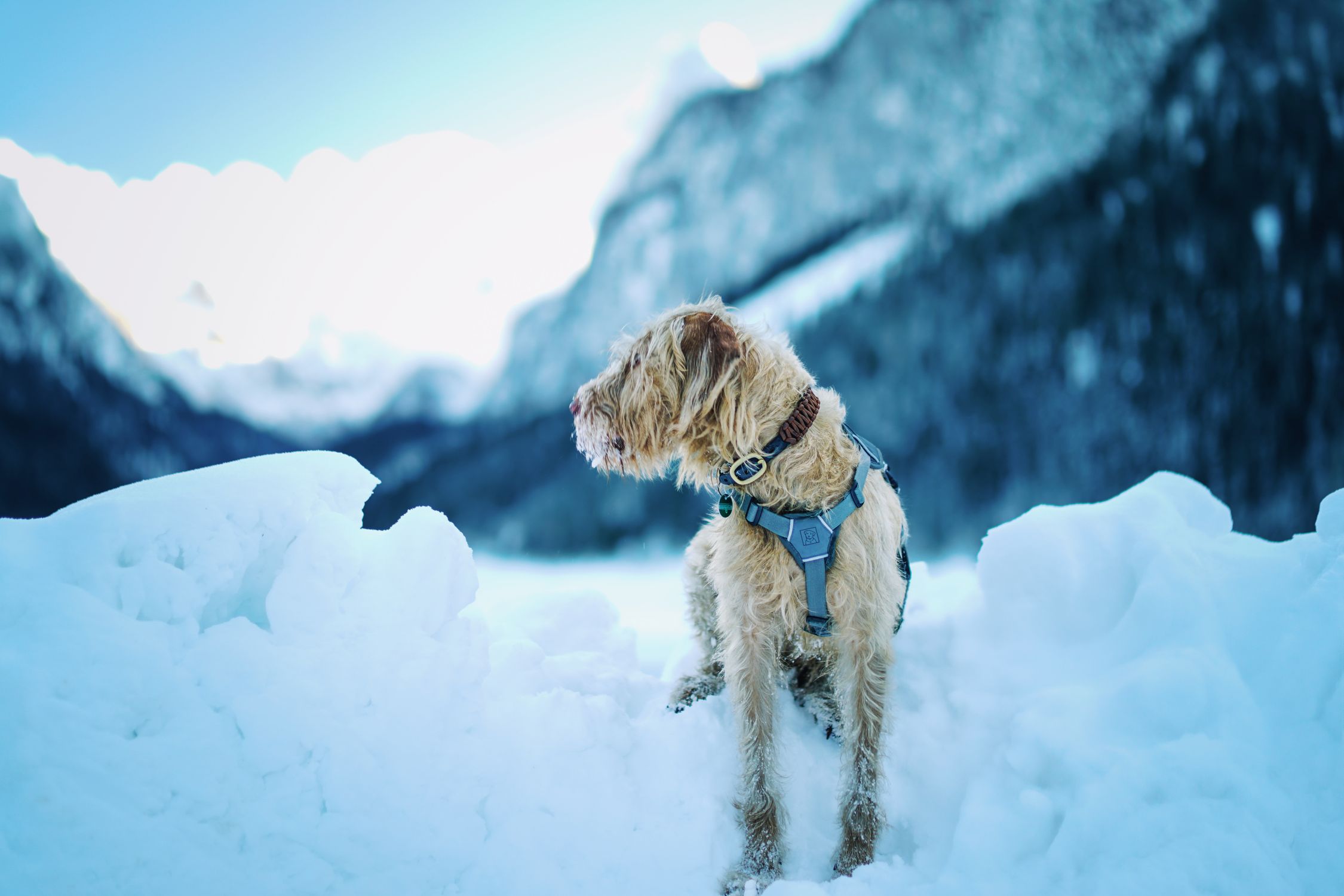 Dog with wire-haired coat sitting in snowy mountains on a crisp winter day.