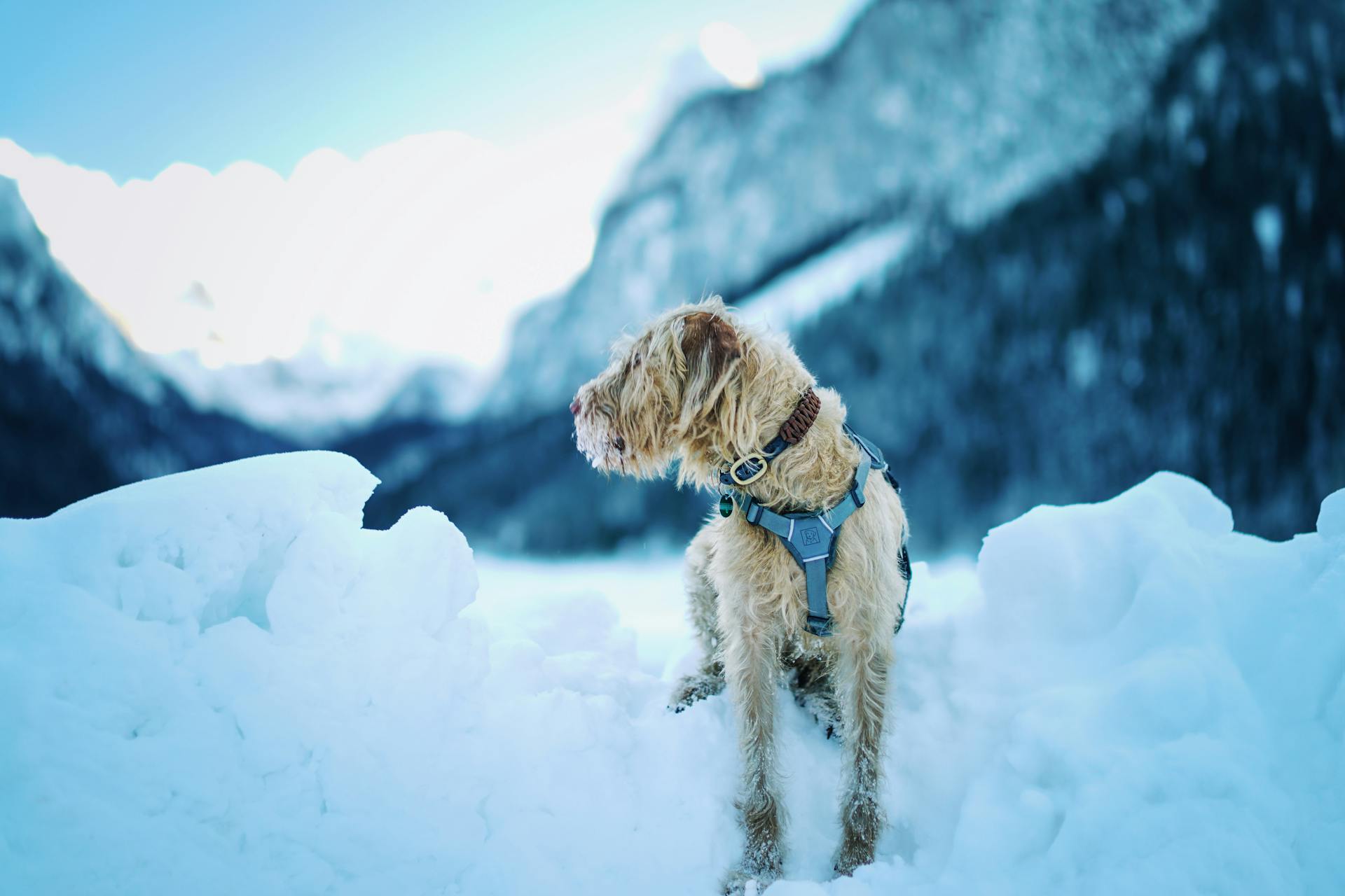 Wire-haired Dog in Snowy Mountain Landscape