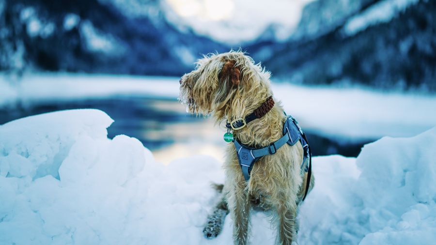 Grooming Your Dog at Home: The Gear That Actually Works