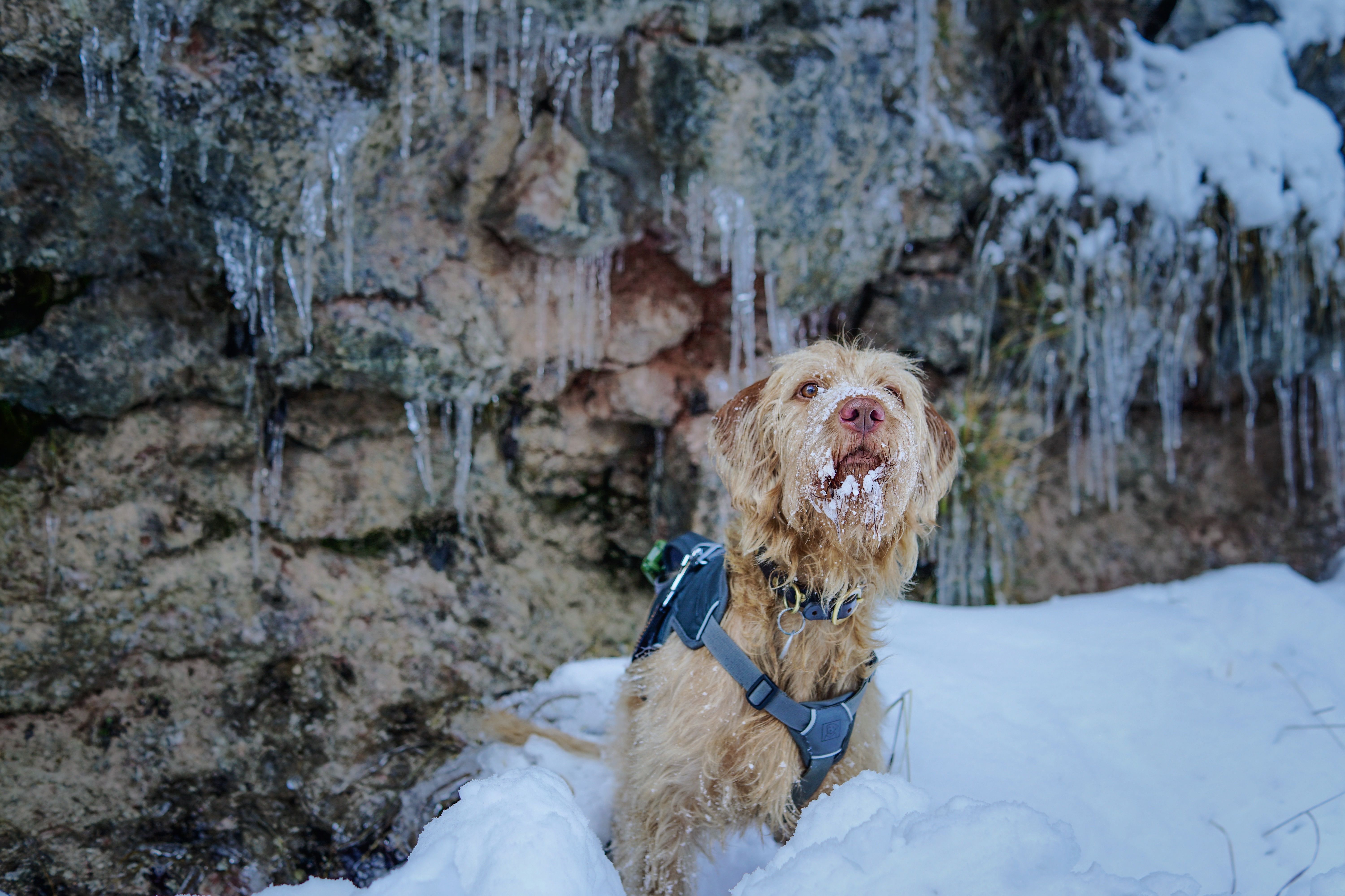 How to Transition Your Dog to Freeze