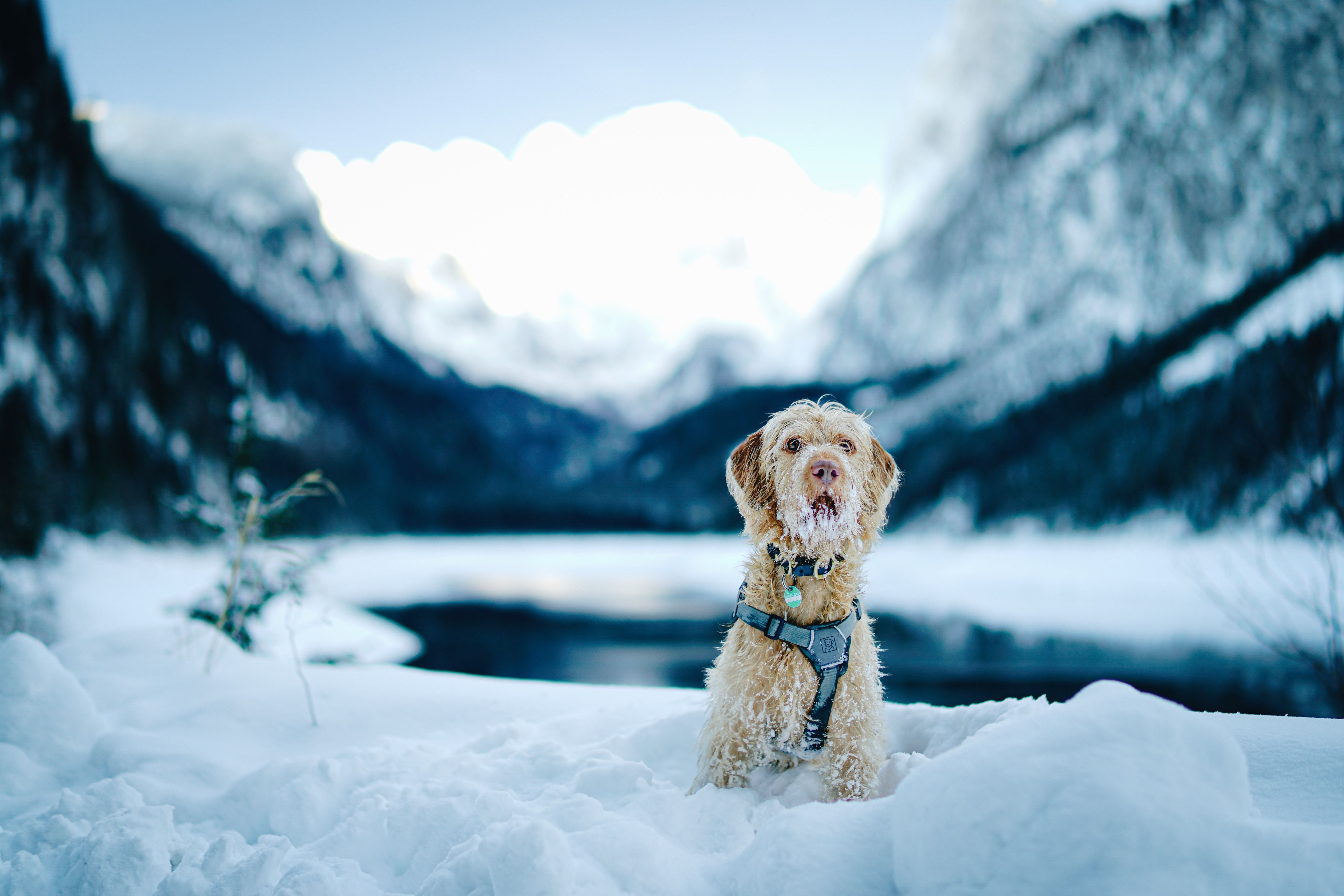 Best Pet Insurance in West Virginia for 2026 — Photo by Andreas Schnabl on Pexels