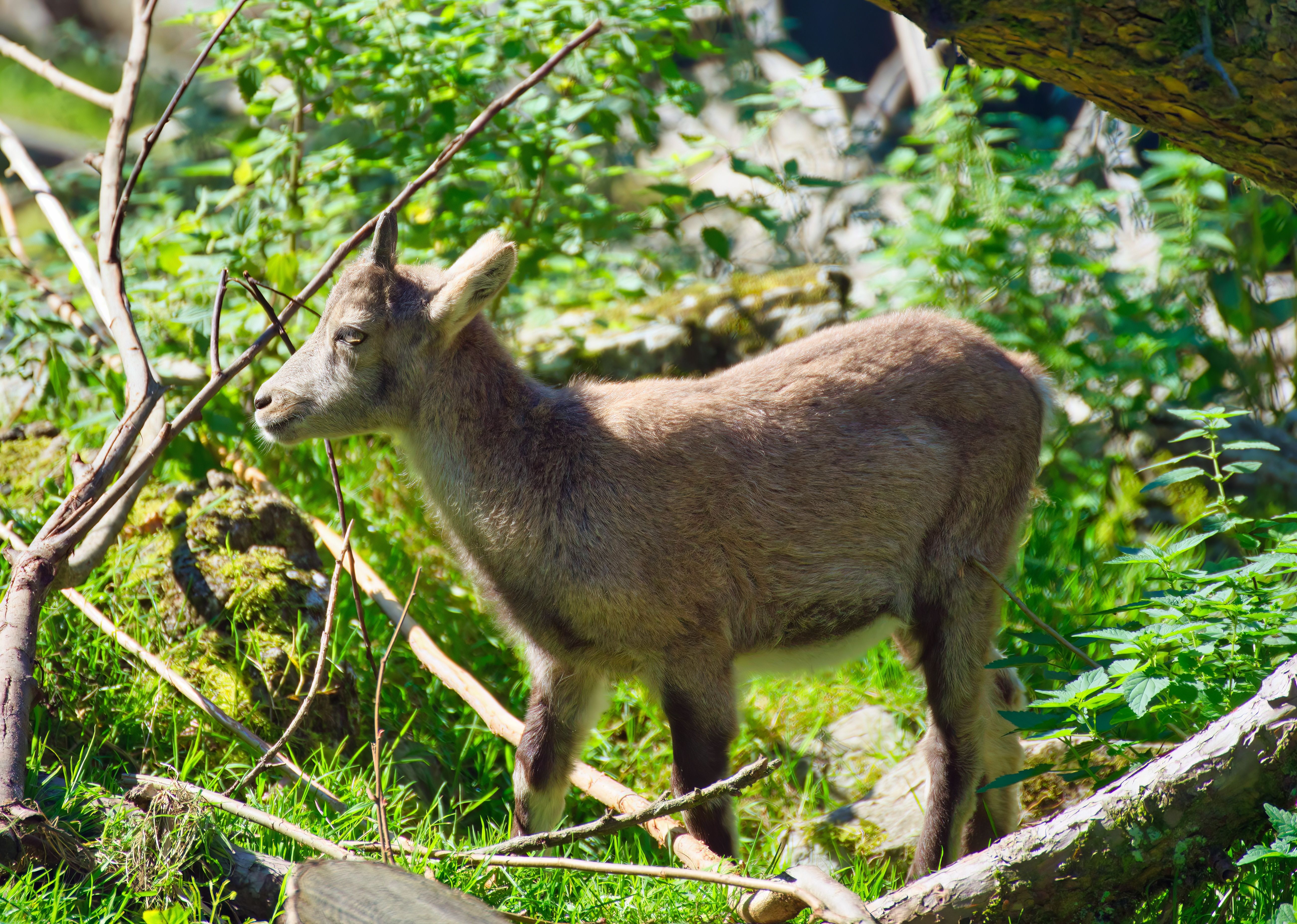 Capricorn mountain goat in alpine setting