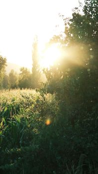 Sunlight filtering through trees and cornfield, creating a serene natural scene.