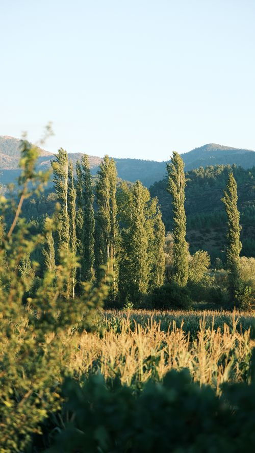 Free Tranquil landscape with poplar trees, fields, and mountains bathed in golden sunset light. Stock Photo