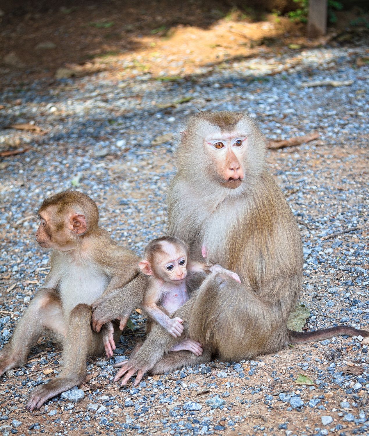 Monkeys Outside Family of Monkeys Resting Outdoors · Free Stock Photo
