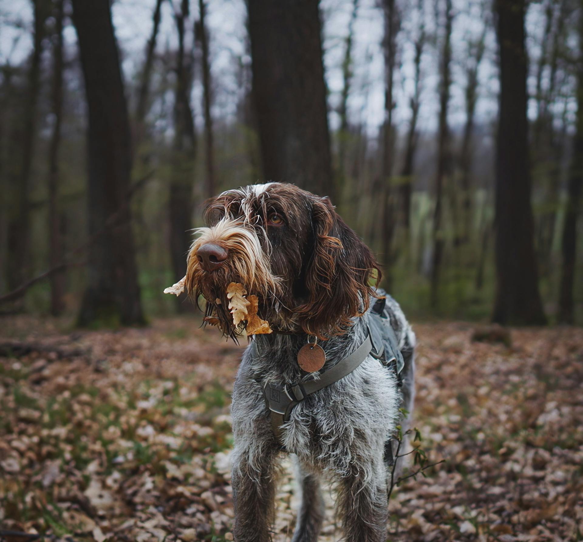 Le chien à poils de soie dans la forêt d'automne