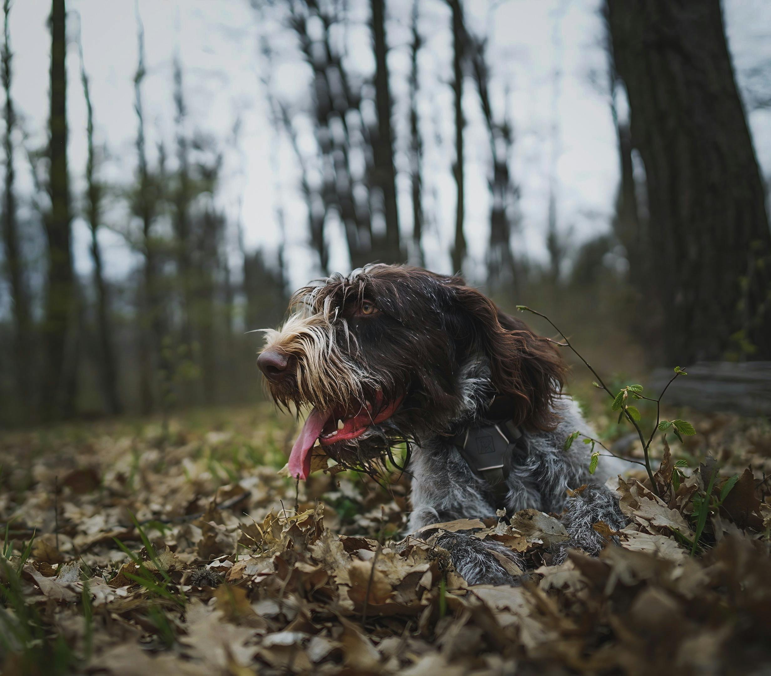 German Wirehaired Pointer in Autumn Forest