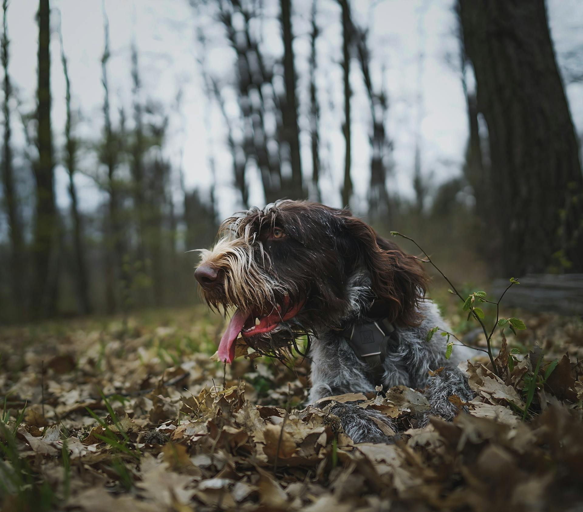 German Wirehaired Pointer in Autumn Forest