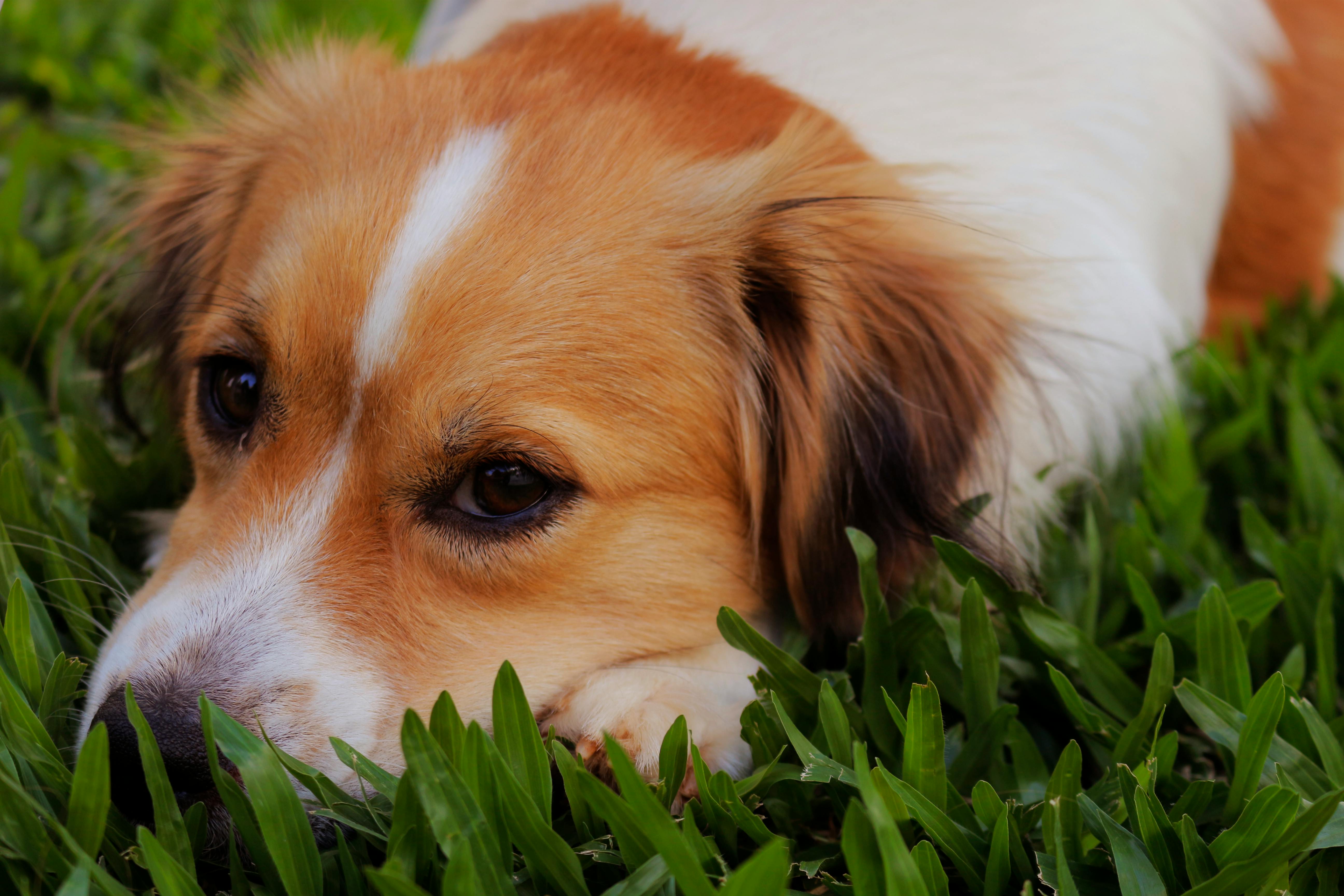 Kostenloses Foto zum Thema: haustier, haustiere, hübsch