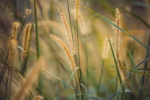 Free Macro shot of tall grass stems in a sunlit meadow, capturing natural beauty. Stock Photo