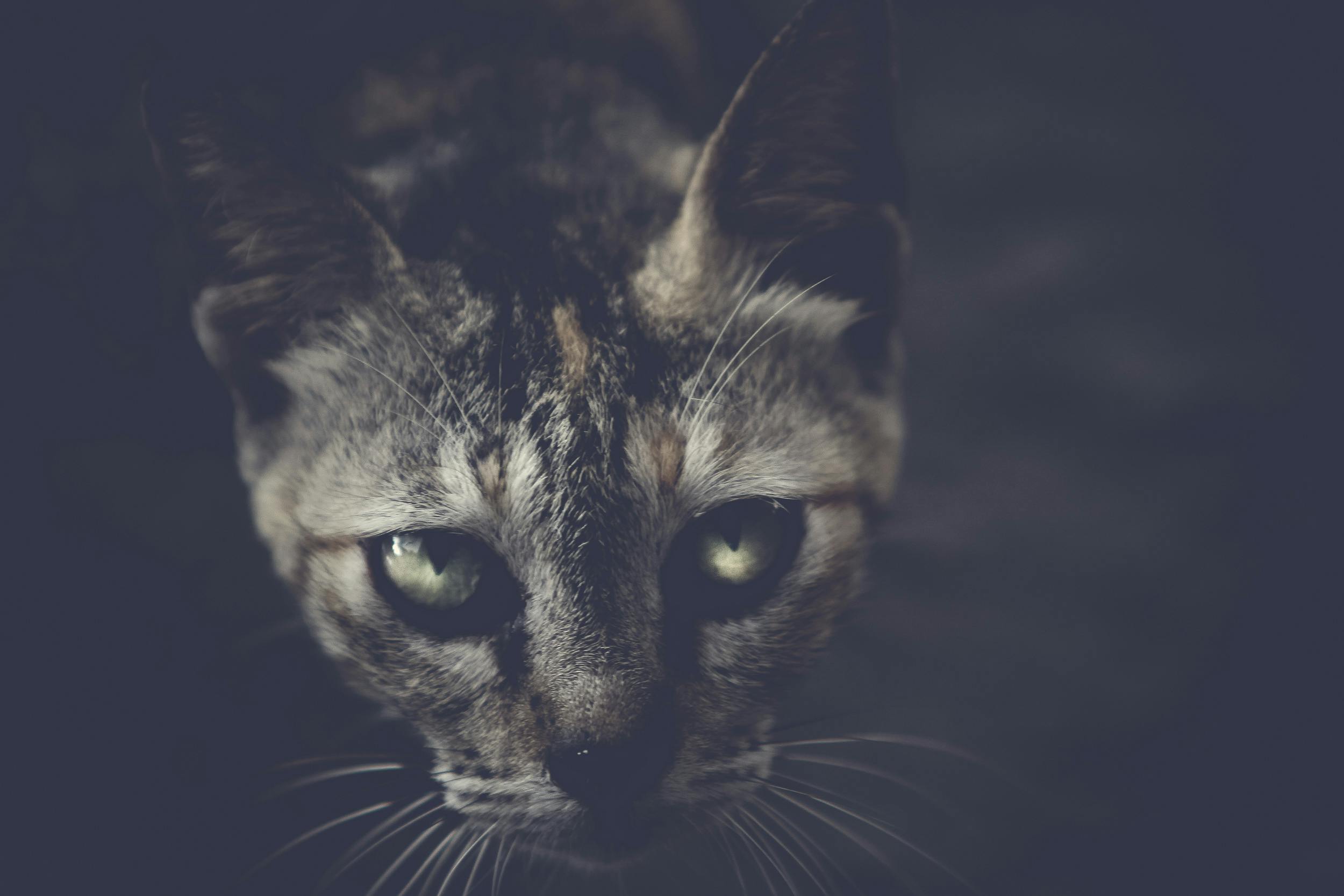 Free stock photo of black, cat, horror