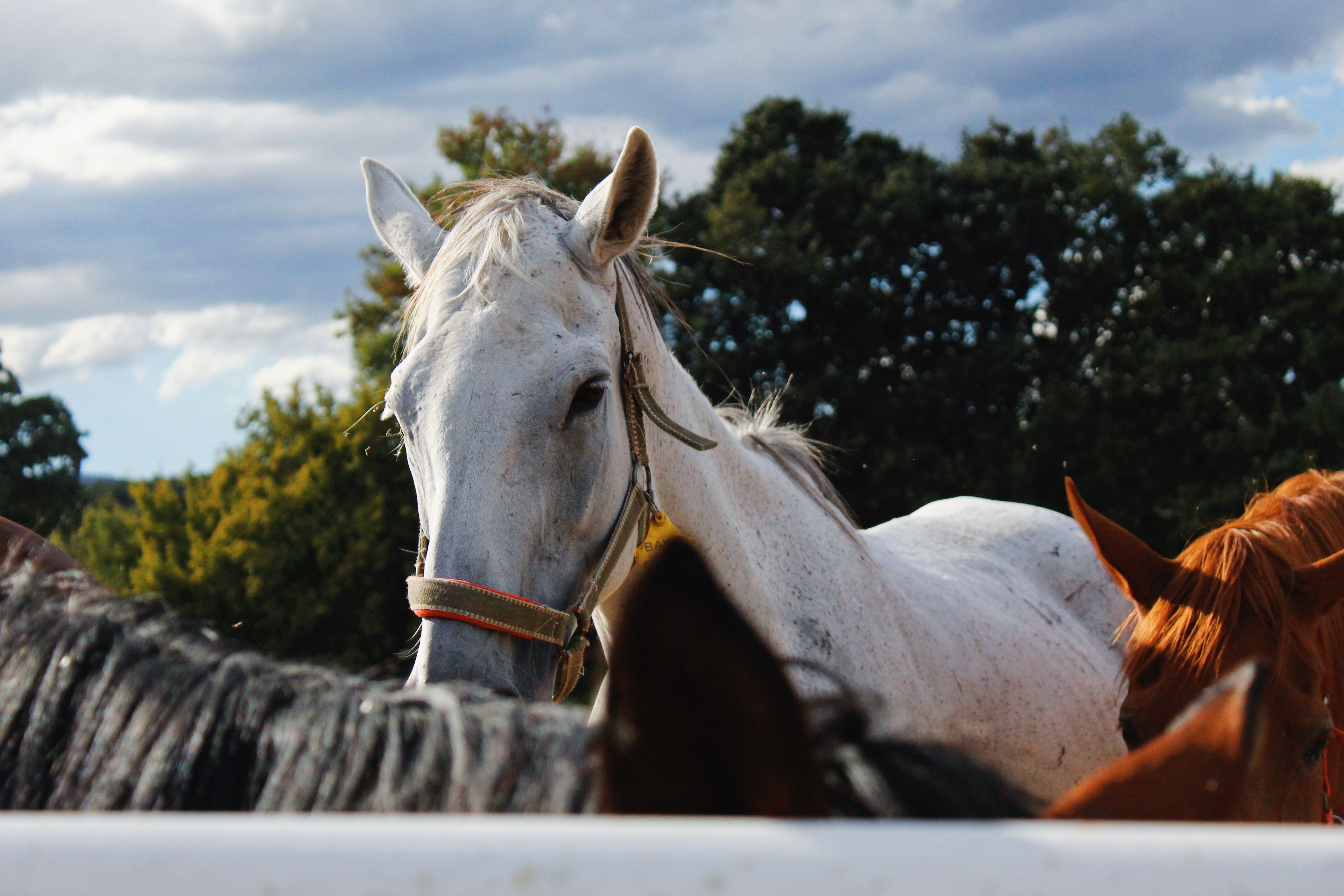 A majestic white horse stands amongst a group in a lush outdoors environment under a cloudy sky.