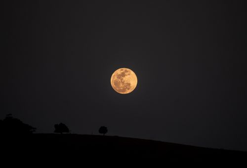Free A dramatic full moon rising over a dark landscape with silhouetted trees under a clear night sky. Stock Photo