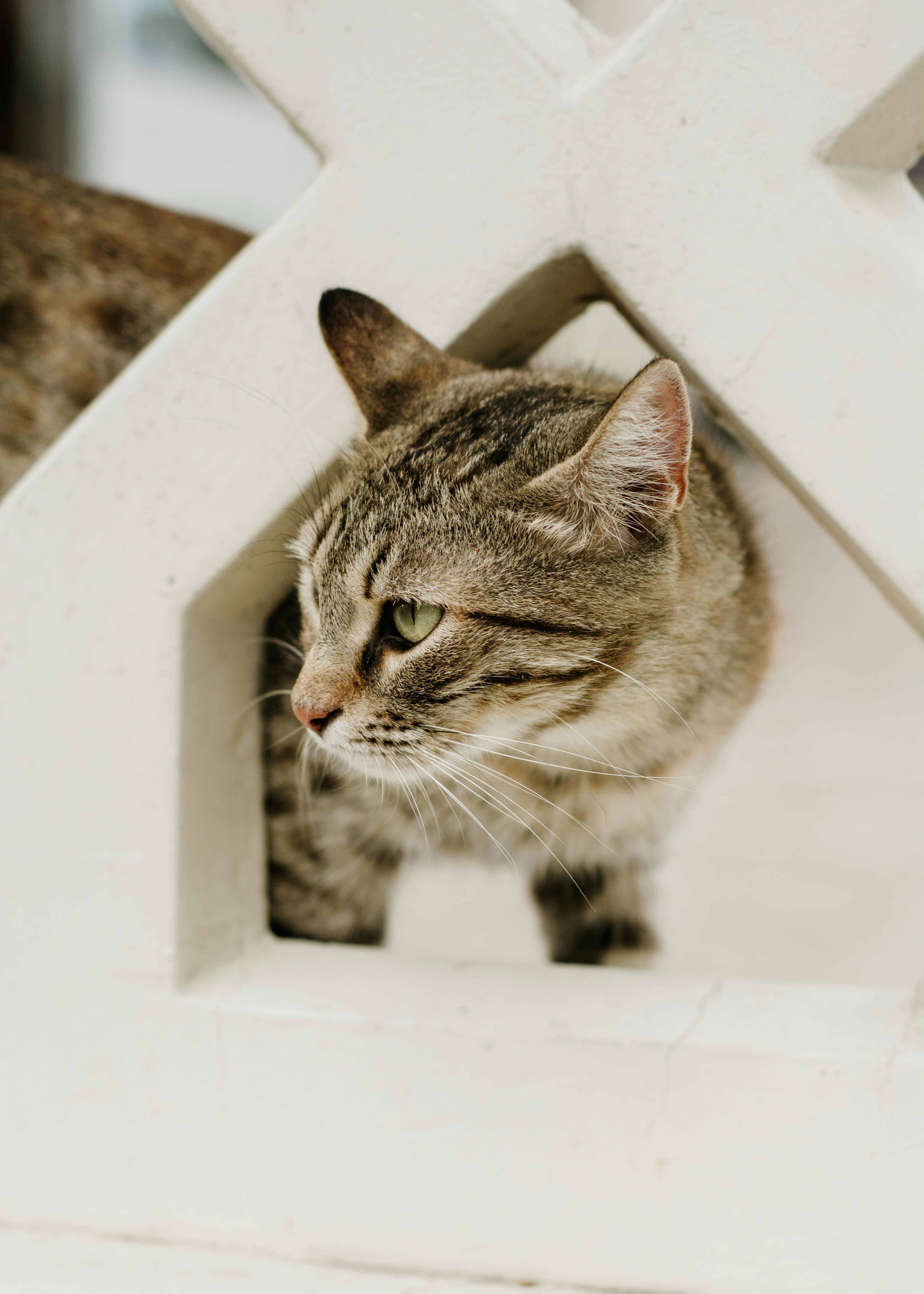 Freaky Cat Photos, Download The BEST Free Freaky Cat Stock Photos & HD