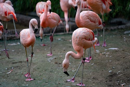 Free A lively group of vibrant pink flamingos feeding and interacting in their natural habitat. Stock Photo