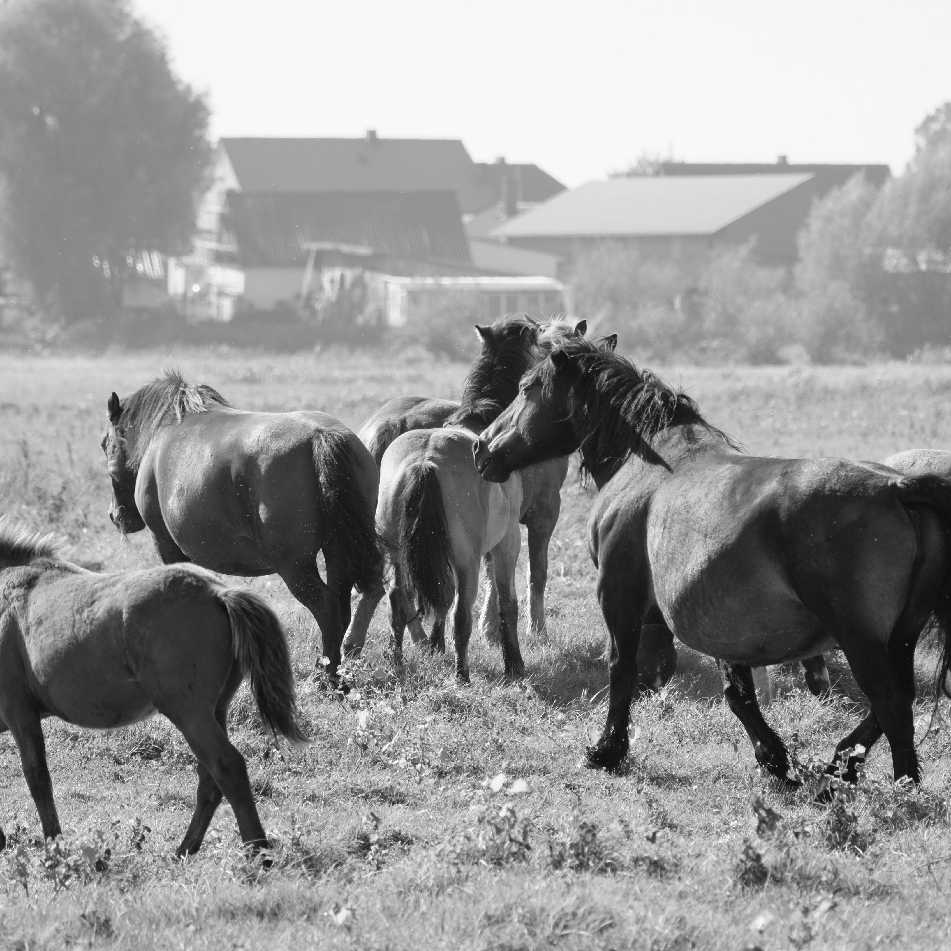 Black and White Horses in Rural Landscape · Free Stock Photo
