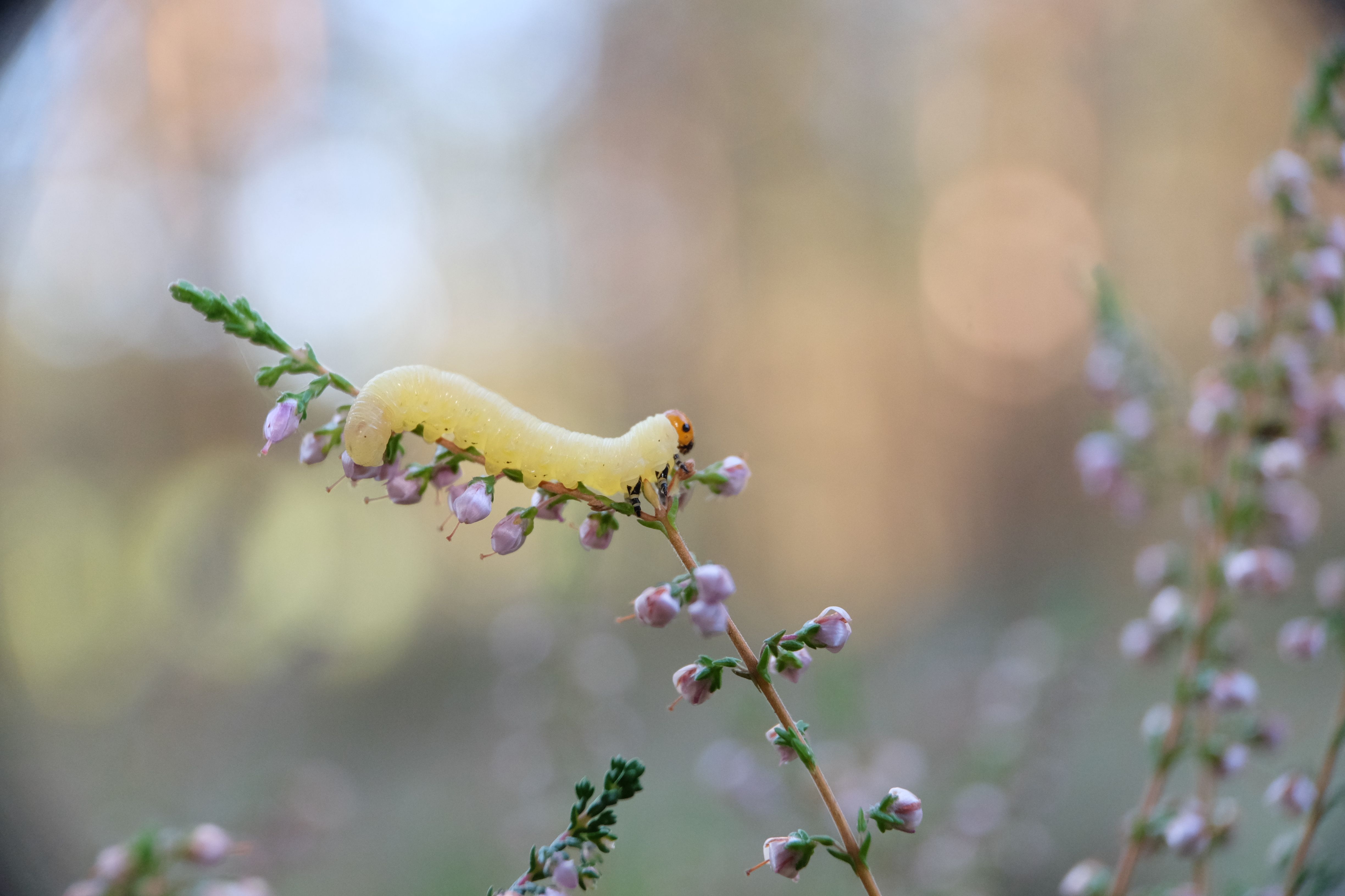 Stop Screwworm | Animal and Plant Health Inspection Service — Photo by Roman Biernacki on Pexels