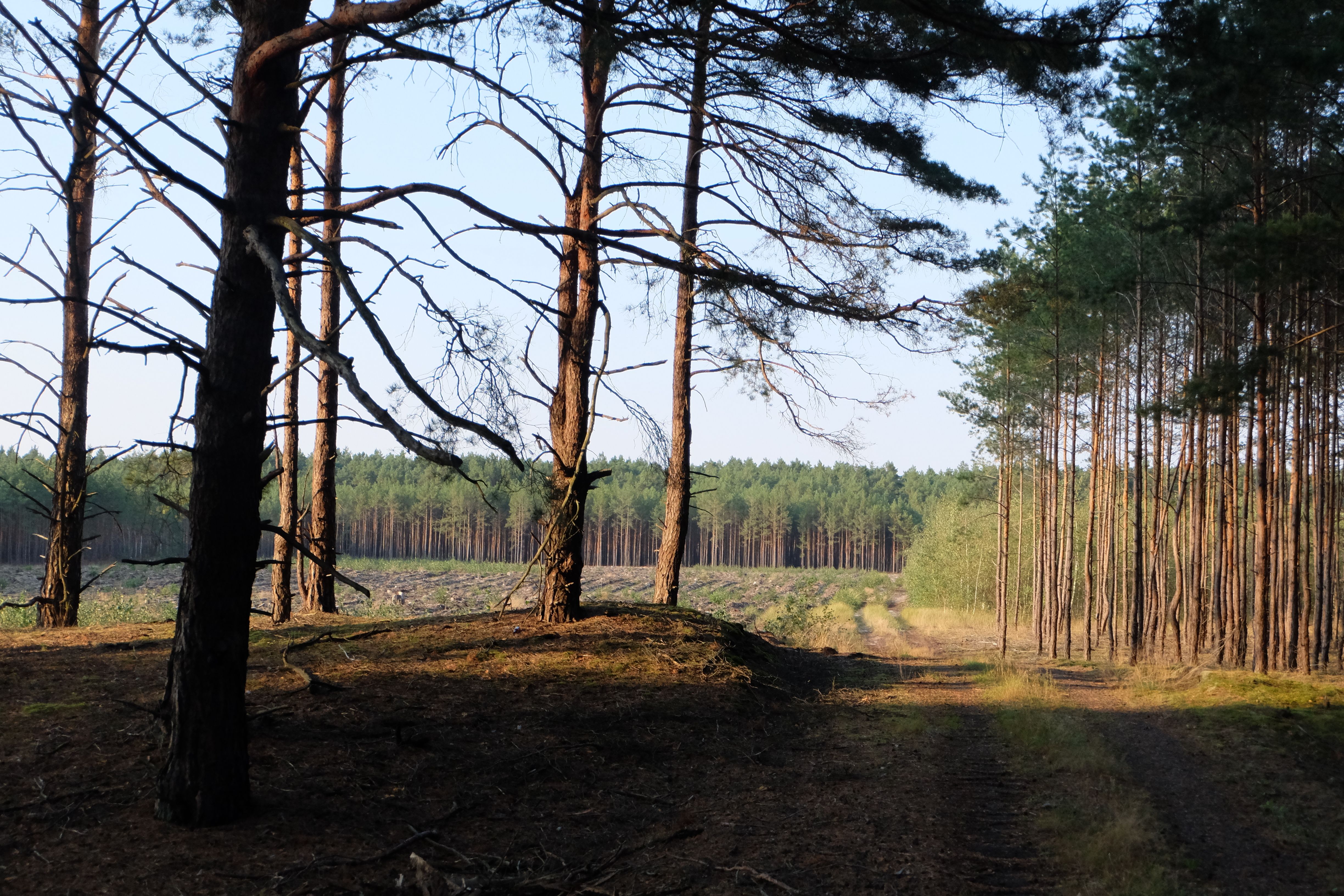 Serene Forest Landscape with Sunlit Trees · Free Stock Photo