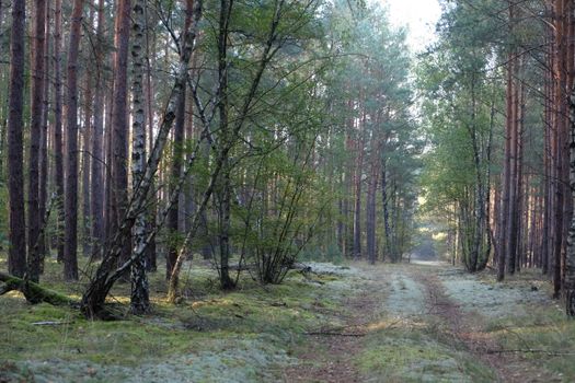 A tranquil forest path surrounded by tall trees and lush greenery in the early morning light.
