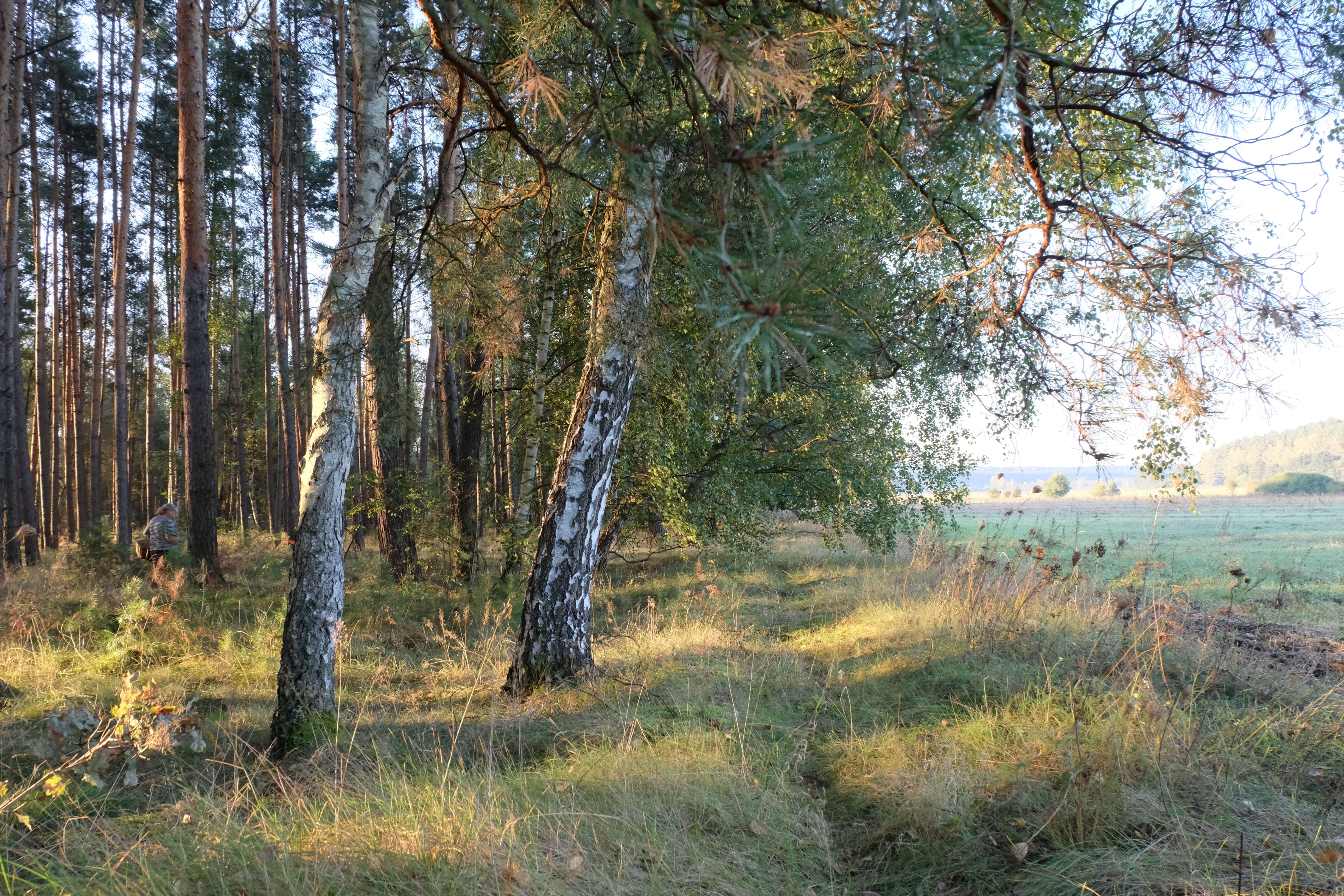 Serene Forest Landscape with Sunlit Pathway · Free Stock Photo