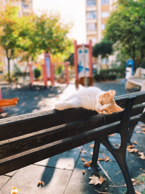 Free Ginger and white cat lounging on a park bench on a sunny day, surrounded by trees. Stock Photo