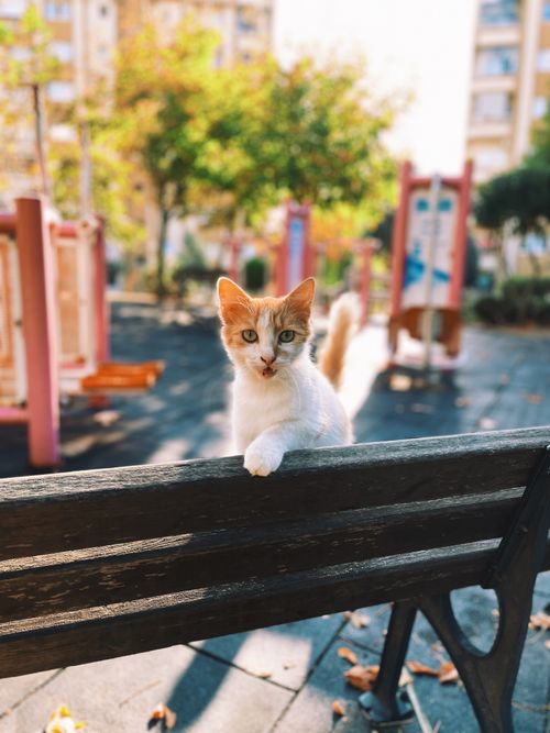 Free Adorable cat perched on a park bench during a sunny autumn day with a playful expression. Stock Photo