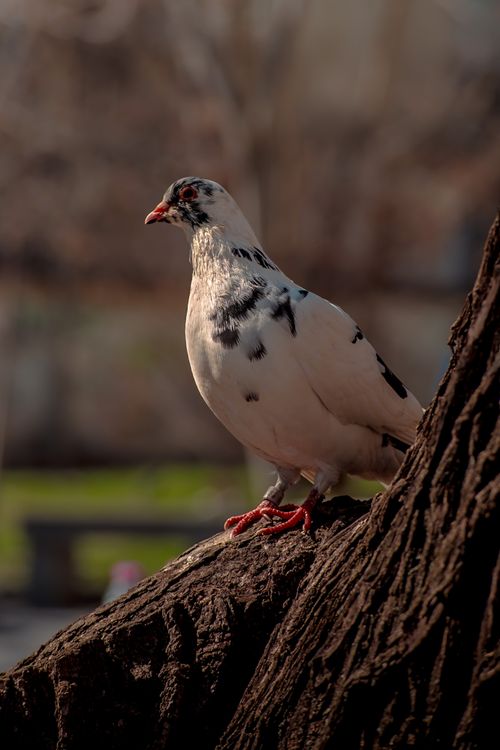 Free A white and black pigeon perched on a tree branch in daylight. Perfect for nature themes. Stock Photo