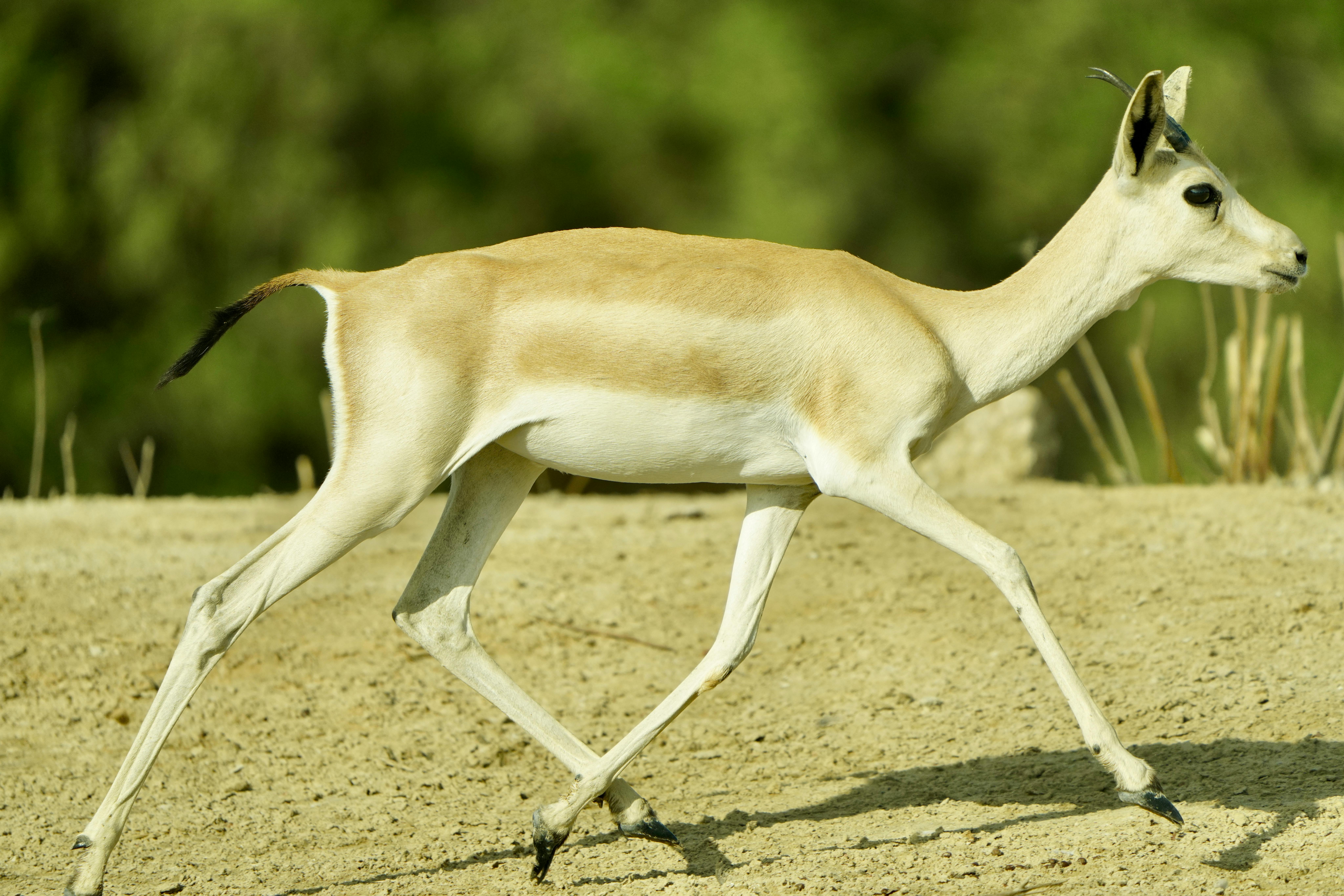 grátis Antílope Gracioso Caminhando Em Habitat Natural Foto profissional