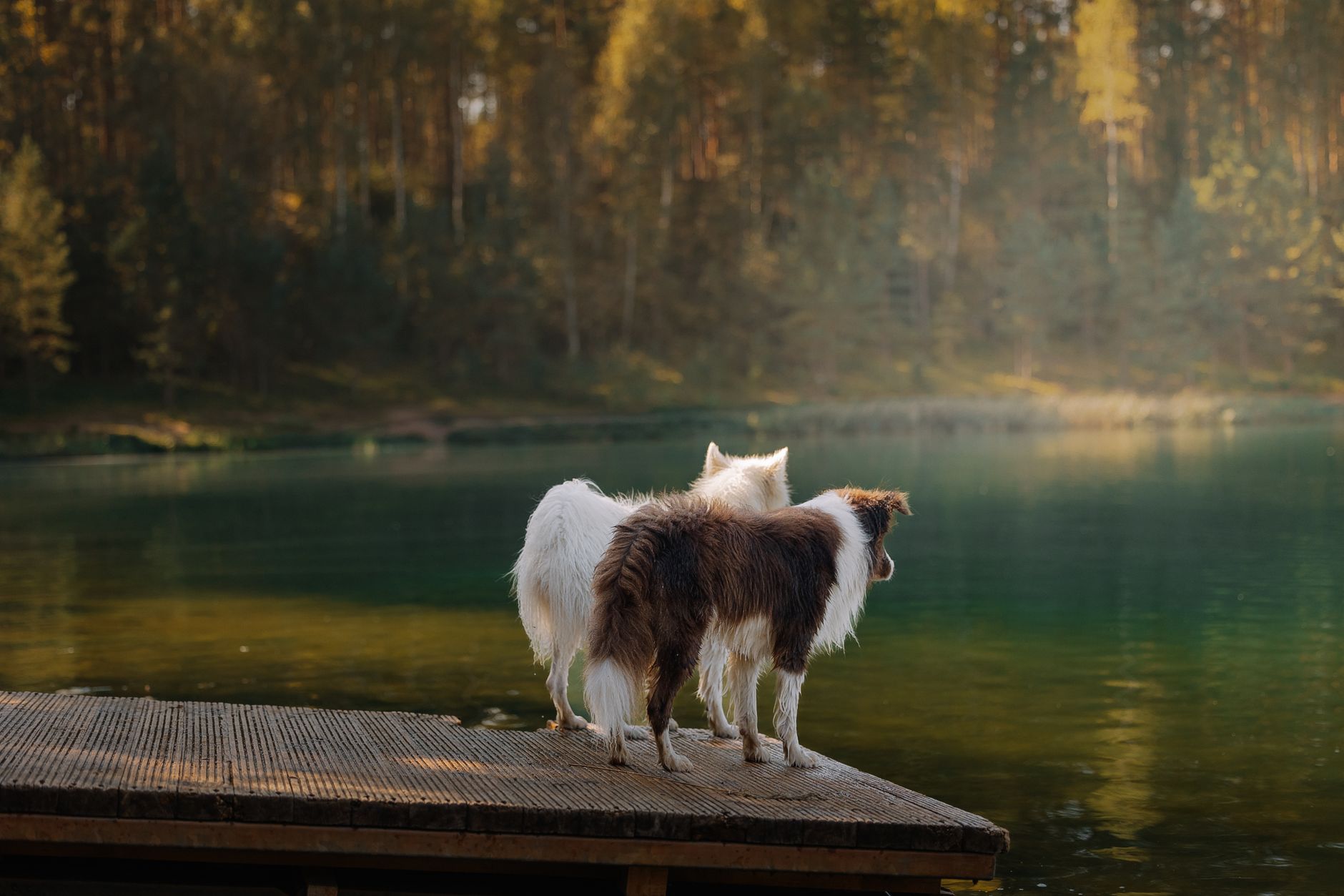 Bromelain for Dogs: A Natural Enzyme for Digestive Health