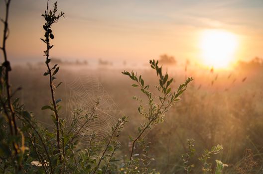 Sunrise Over Dewy Spiderweb in Misty Field