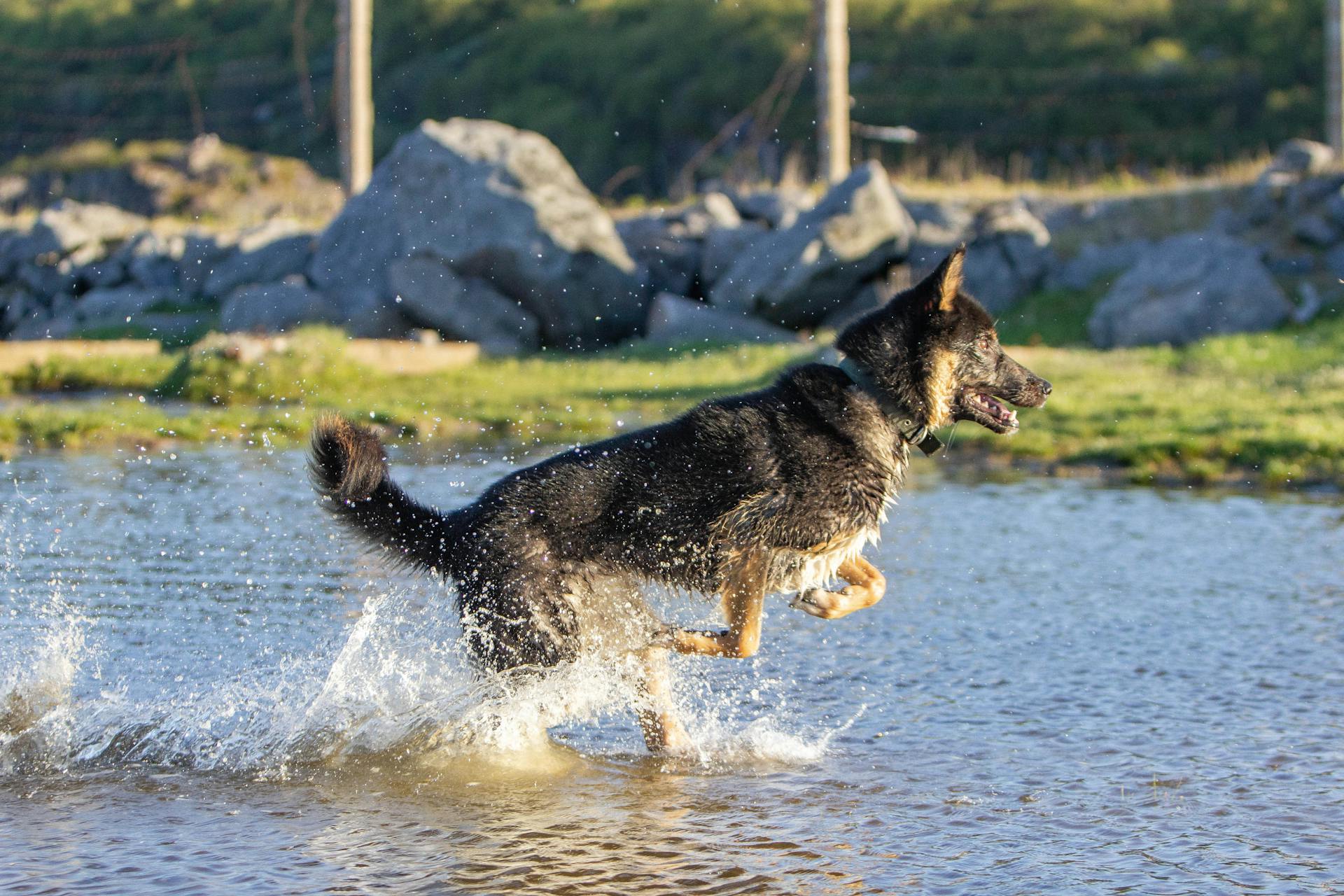 Energetic German Shepherd Playing in Water