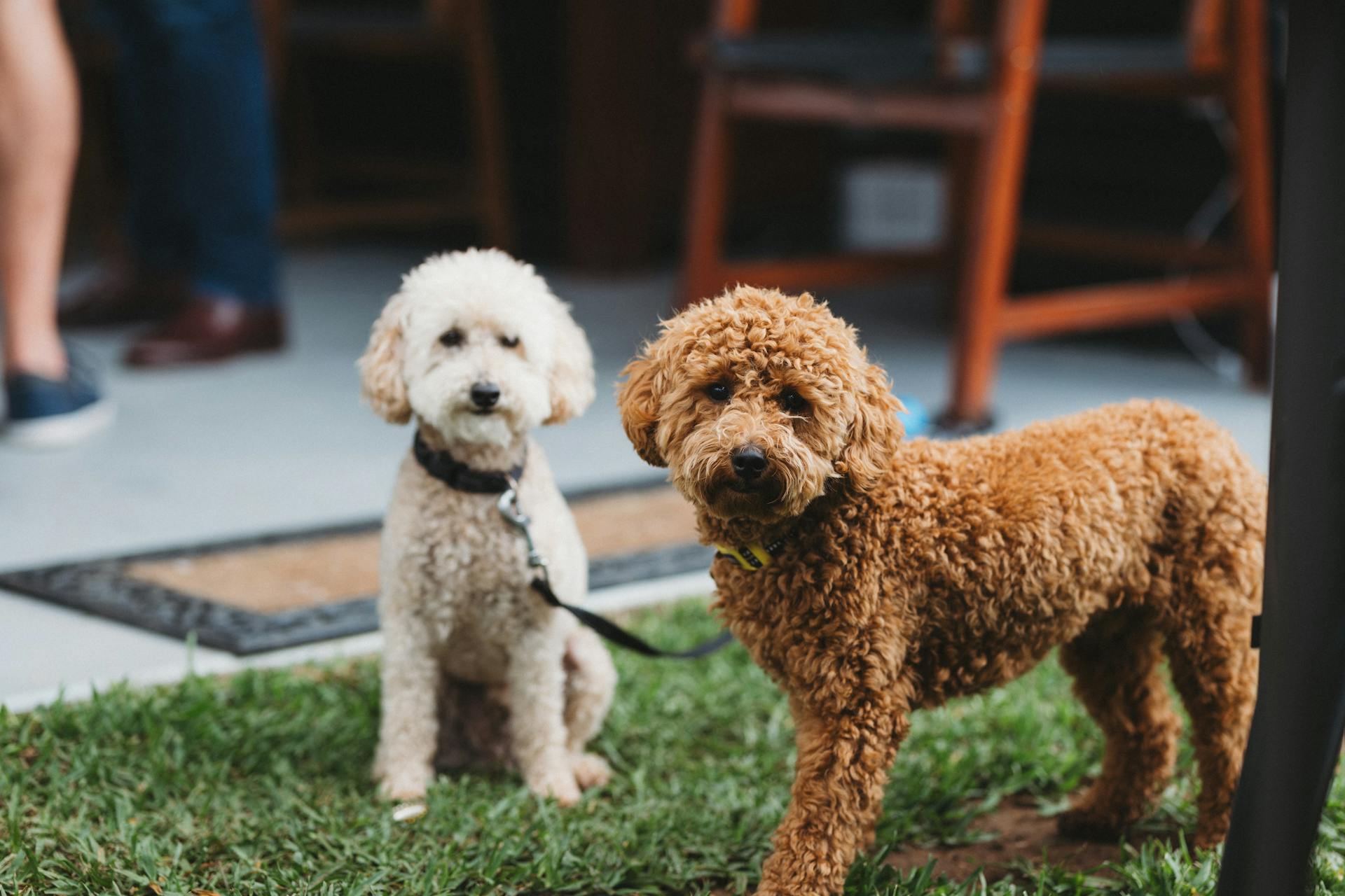 two small cavoodle dogs in white and brown