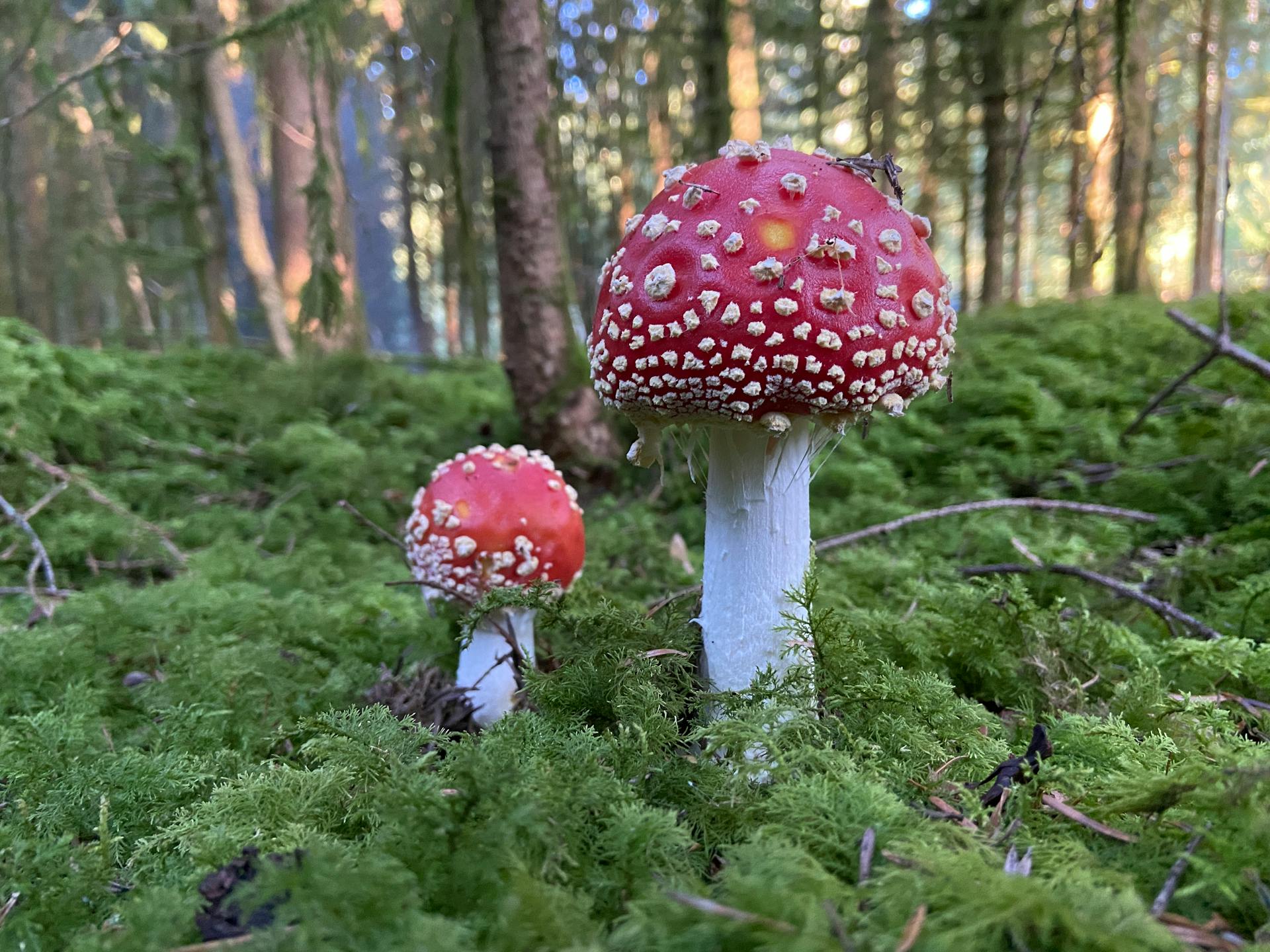 Close-up of Fly Agaric Mushrooms in Forest