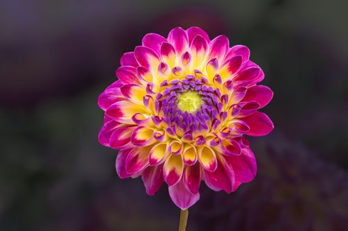 Free Close-up of a vibrant dahlia flower showcasing its colorful petals in an outdoor setting. Stock Photo
