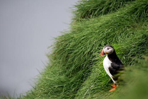 Puffin Bird on Grass