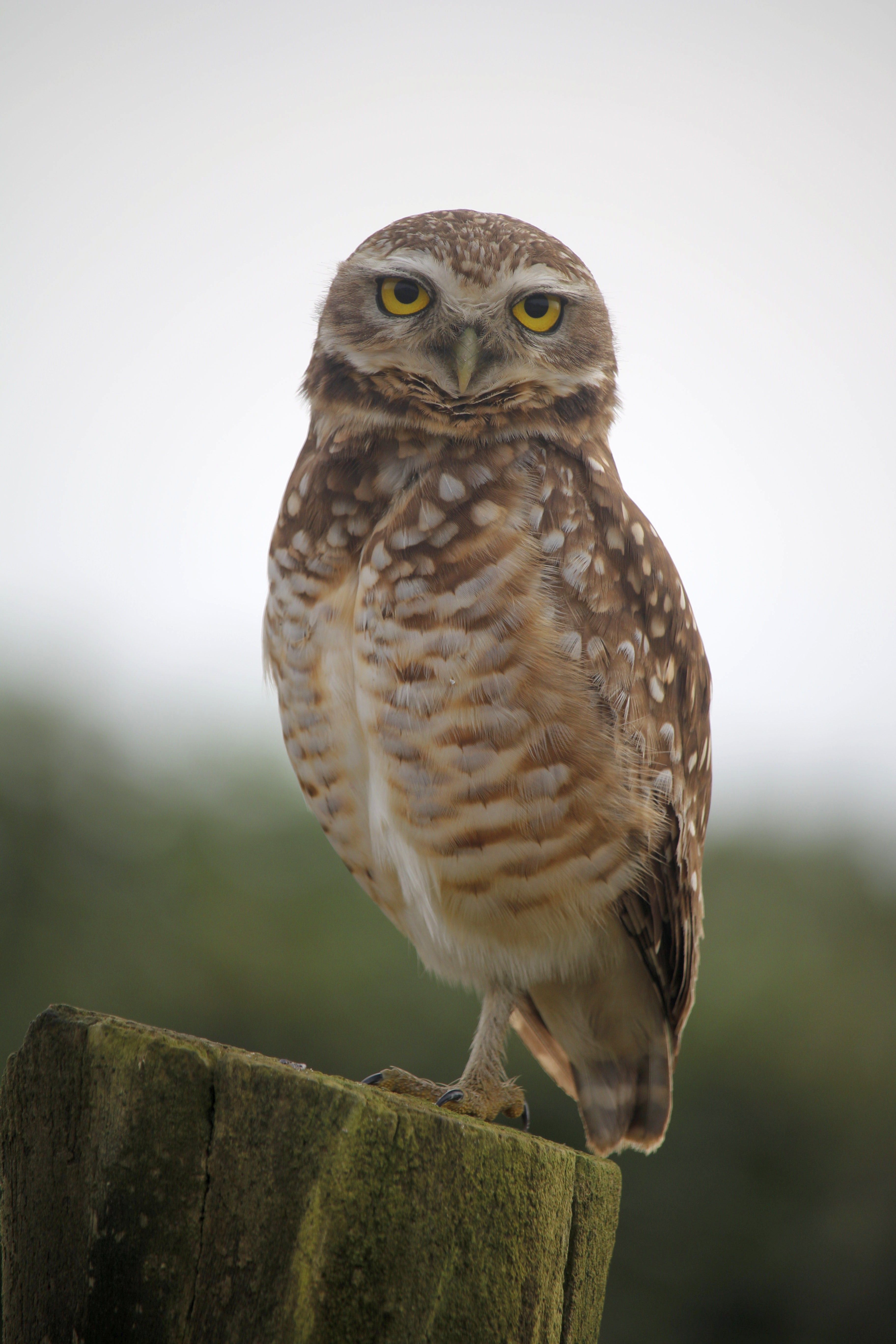 Free Close-up of a burrowing owl perched in Guaratuba, showcasing its striking yellow eyes. Stock Photo