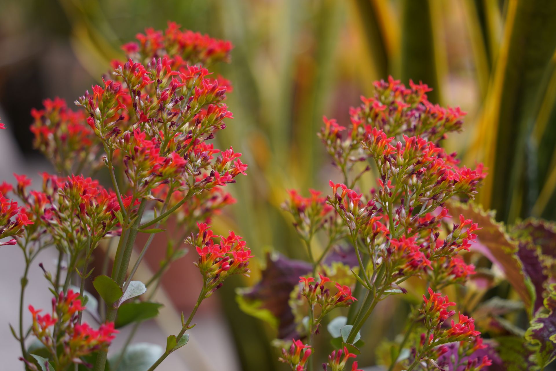 Close-up of Vibrant Red Kalanchoe Blossoms