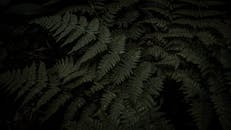 特写镜头展示了一个深绿色蕨类植物叶片复杂的生长模式和自然形态