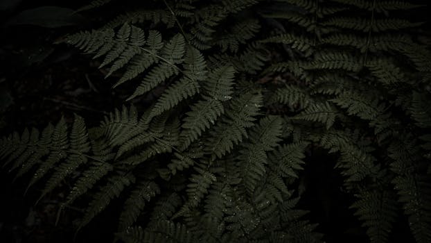 特写镜头展示了一个深绿色蕨类植物叶片复杂的生长模式和自然形态