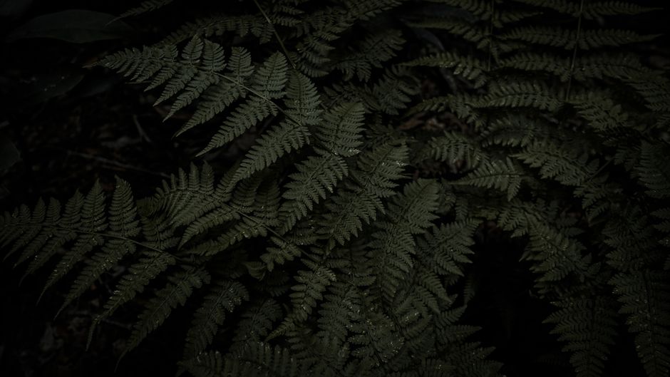 A close-up of dark green fern leaves showcasing intricate patterns and natural growth.