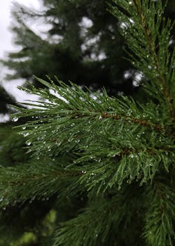 Detailed macro shot of dew-dropped pine needles on a branch, evoking freshness and nature.