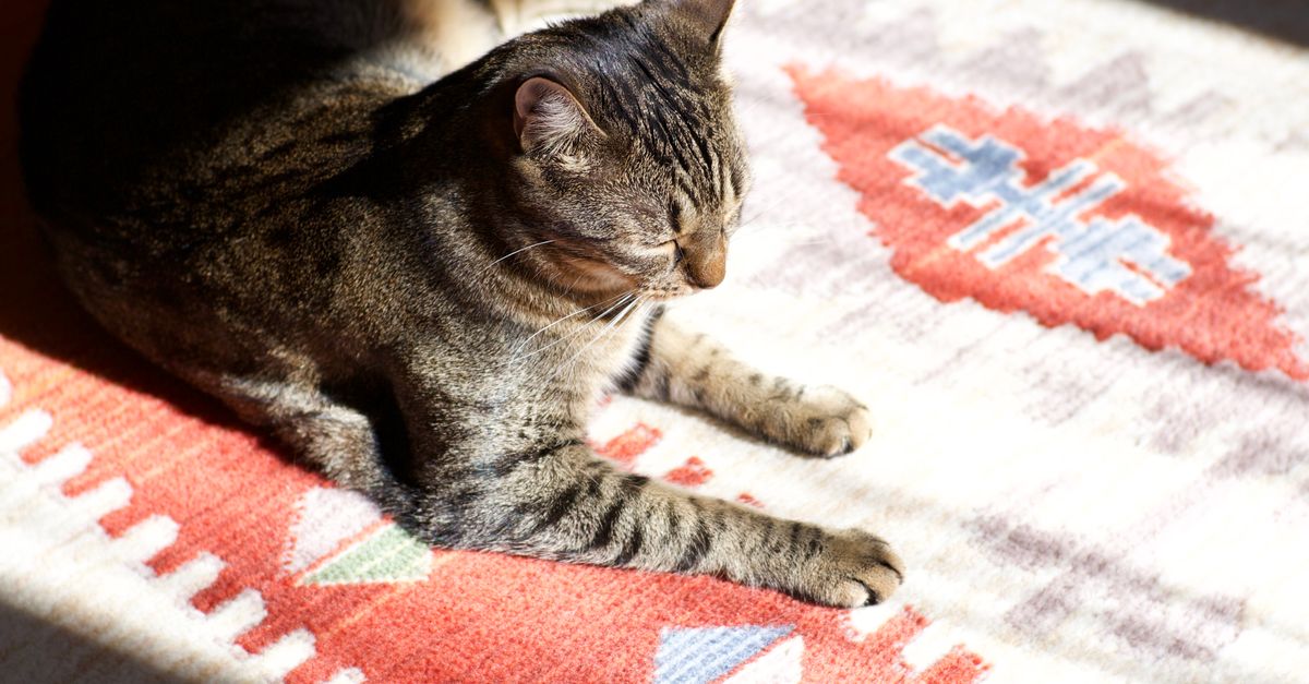 Tabbycat Rugs Tabby Cat Relaxing on Patterned Rug in Sunlight · Free Stock Photo