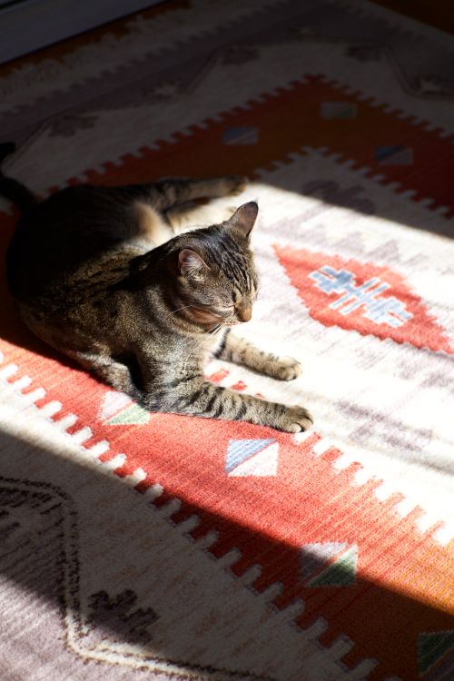 Tabbycat Rugs Tabby Cat Relaxing on Patterned Rug in Sunlight · Free Stock Photo