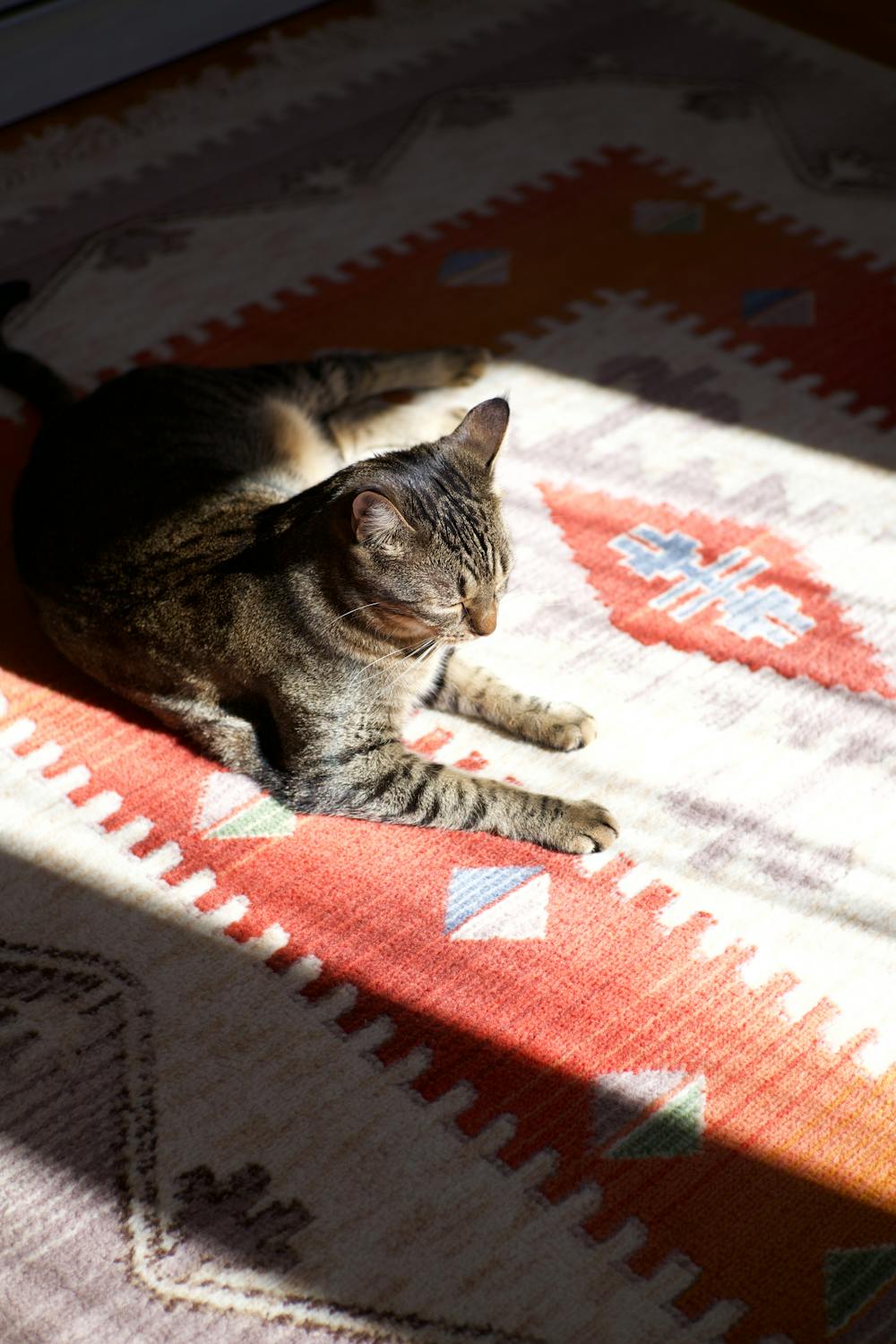 Tabby Cat Relaxing on Patterned Rug in Sunlight · Free Stock Photo