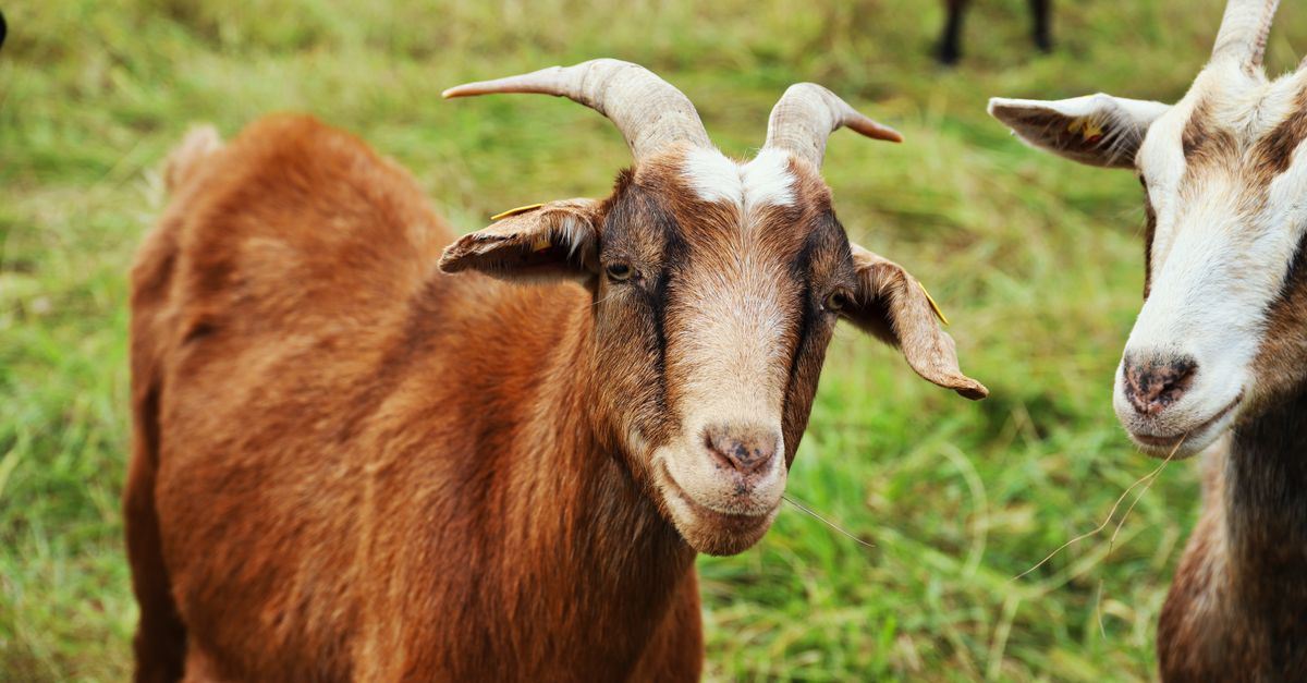 Rabies Outbreak: Four Goats Euthanized at NC Petting Zoo