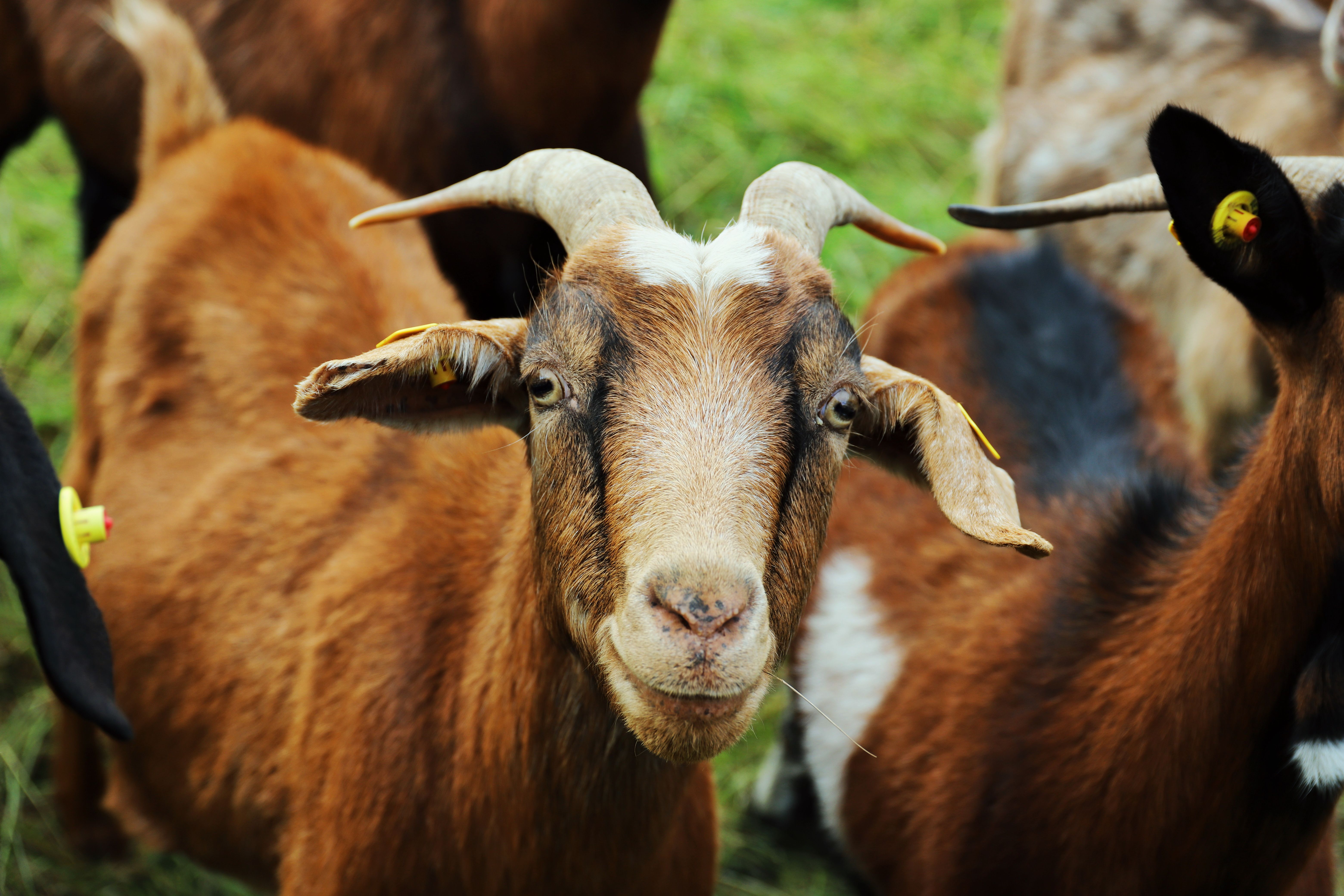 Veterinary care for a goat